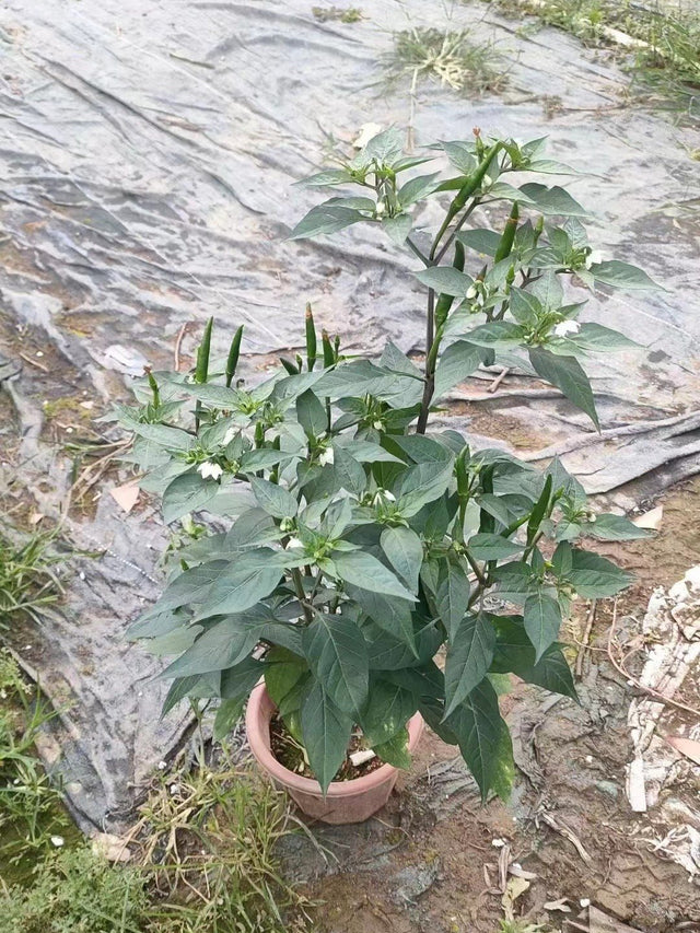 Capsicum frutescens