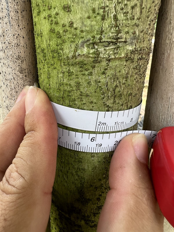 Cassia surattensis