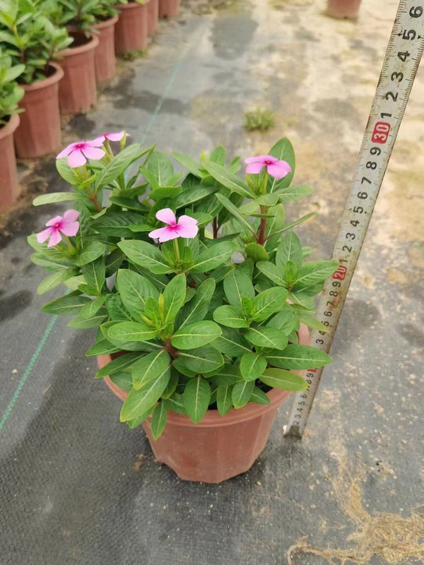 Catharanthus roseus