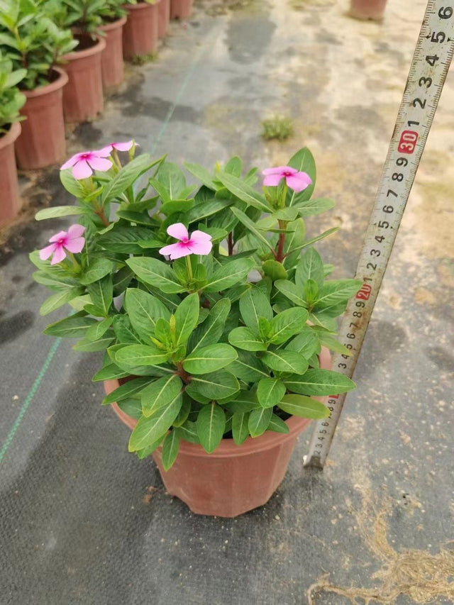 Catharanthus roseus