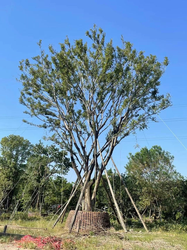 Celtis sinensis