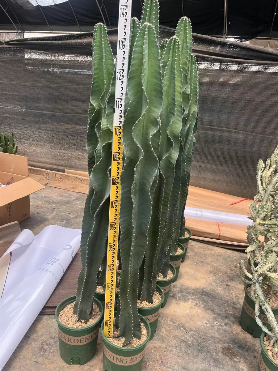 Cereus repandus