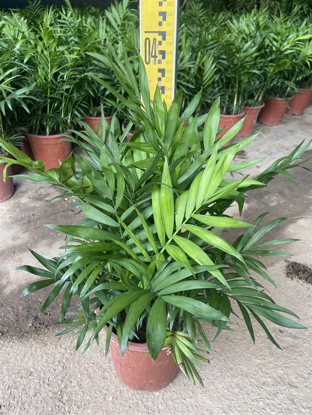 Chamaedorea elegans