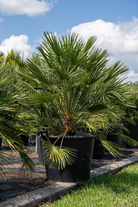 Chamaerops humilis - European Fan Palm