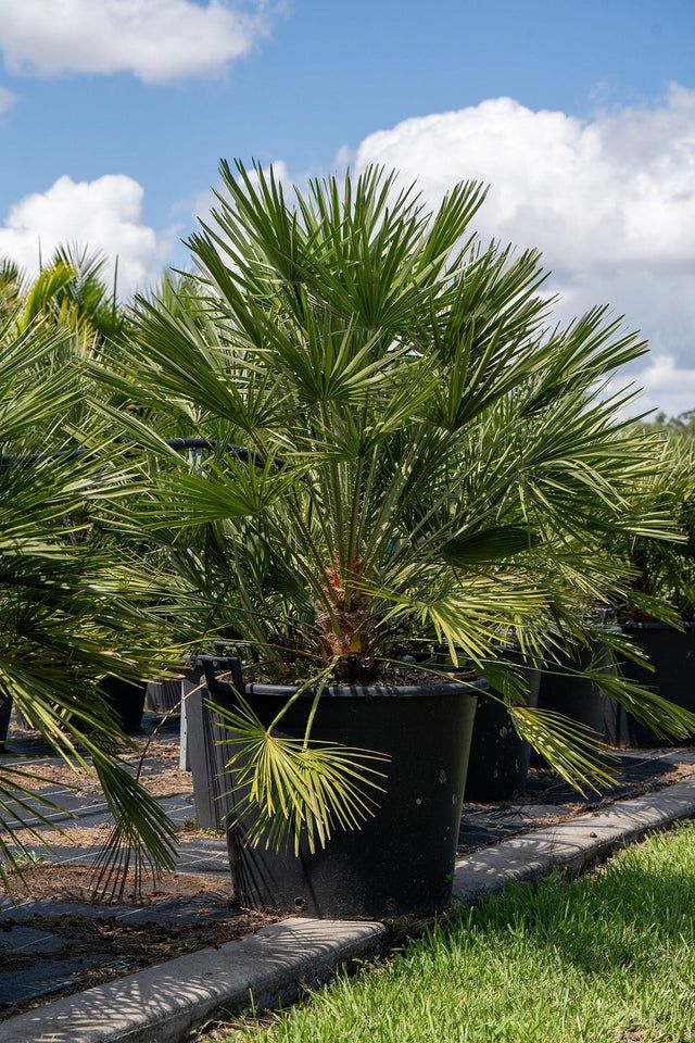 European Fan Palm - Chamaerops humilis
