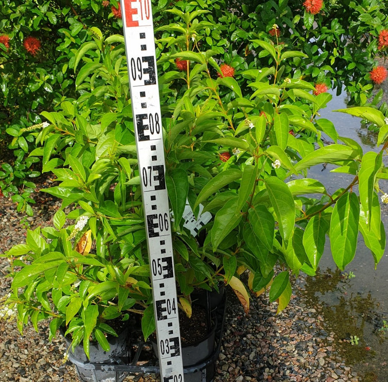 Citharexylum quadrangulare - Fiddlewood