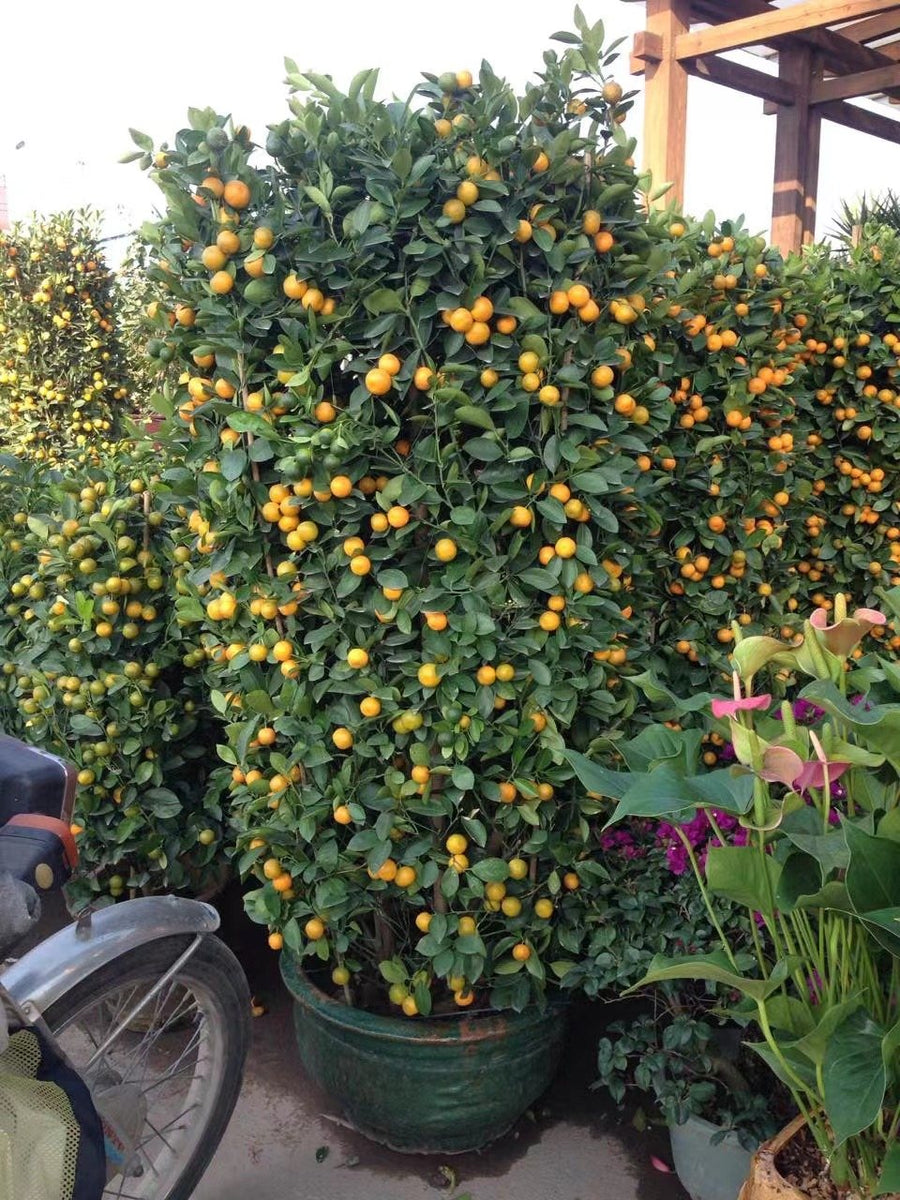 Citrus japonica