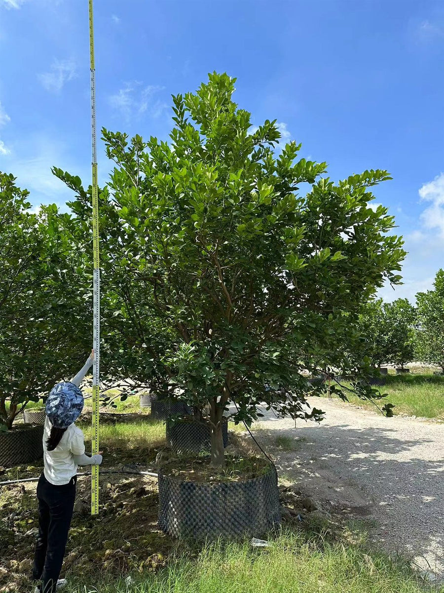 Citrus medica