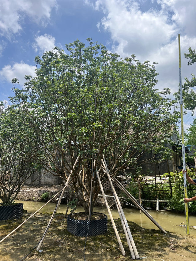 Clausena lansium