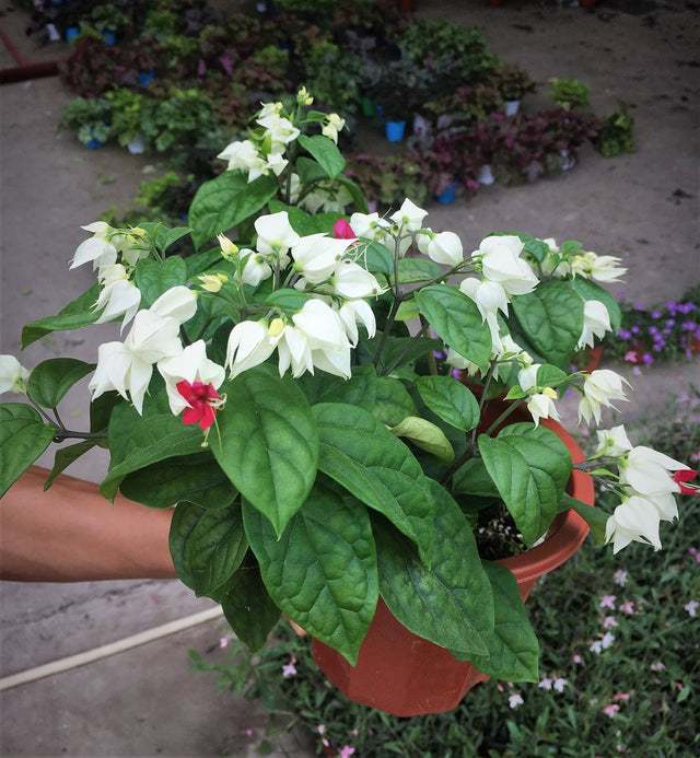 Clerodendron thomsoniae