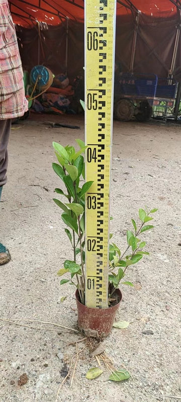 Clerodendrum inerme