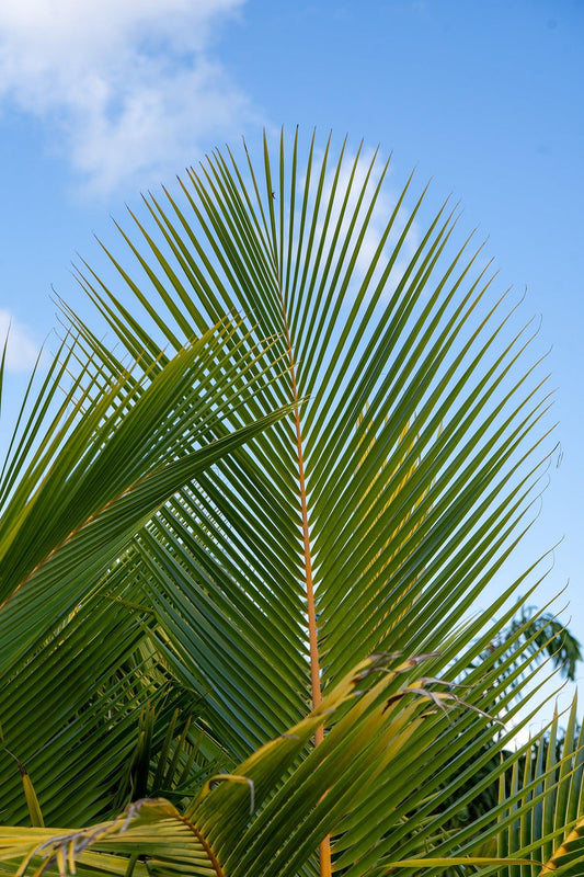 Cocos nucifera - Coconut Palm
