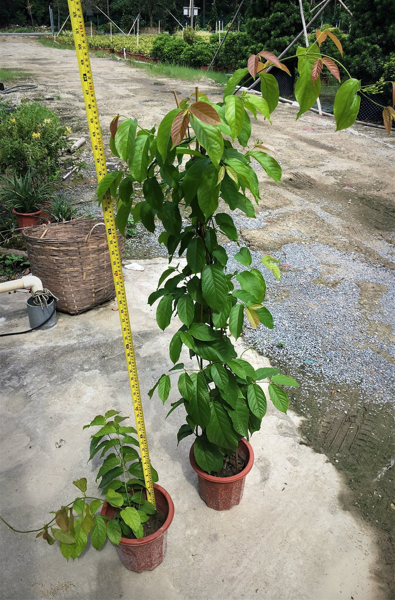 Combretum indica