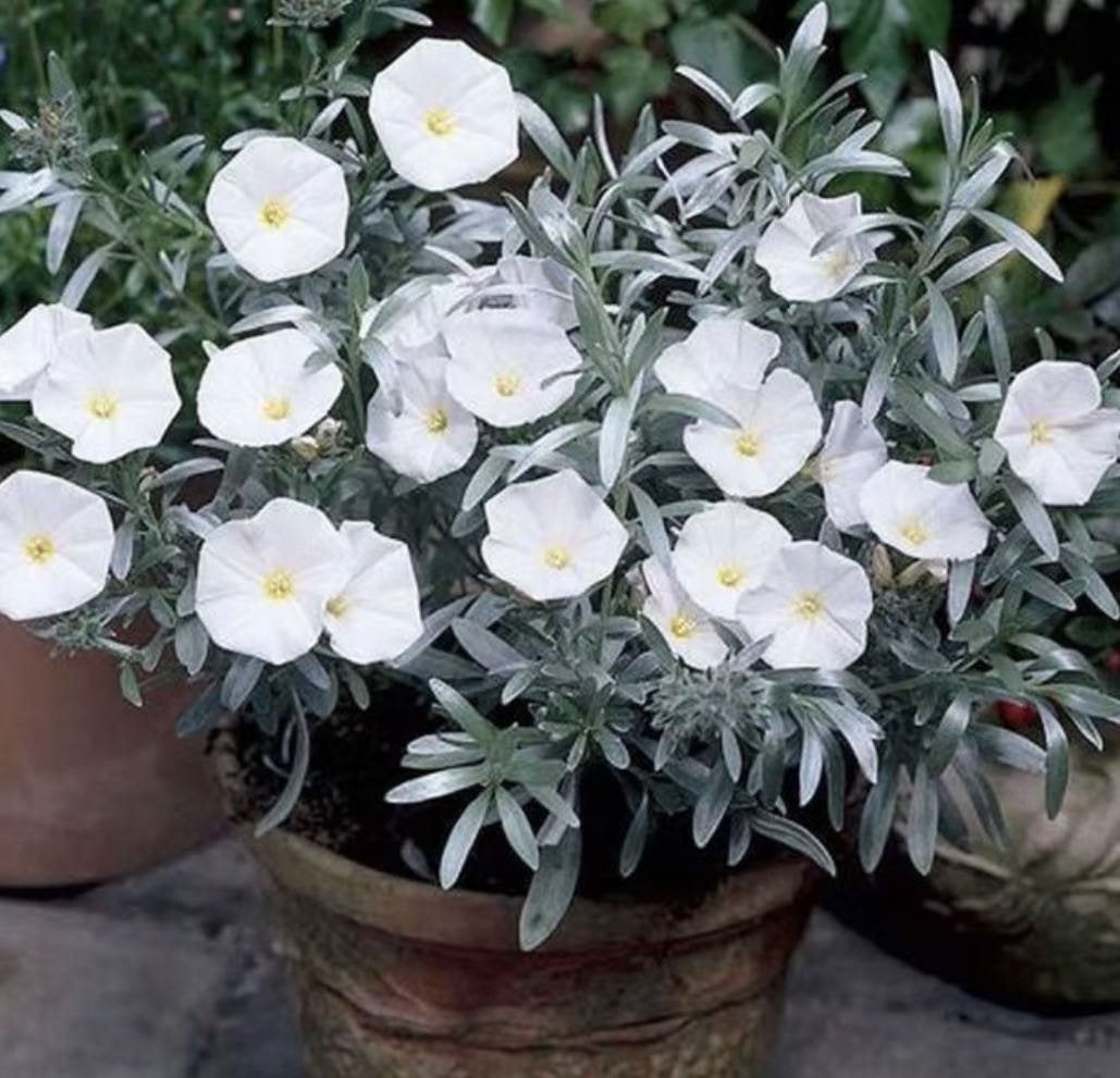 Convolvulus cneorum