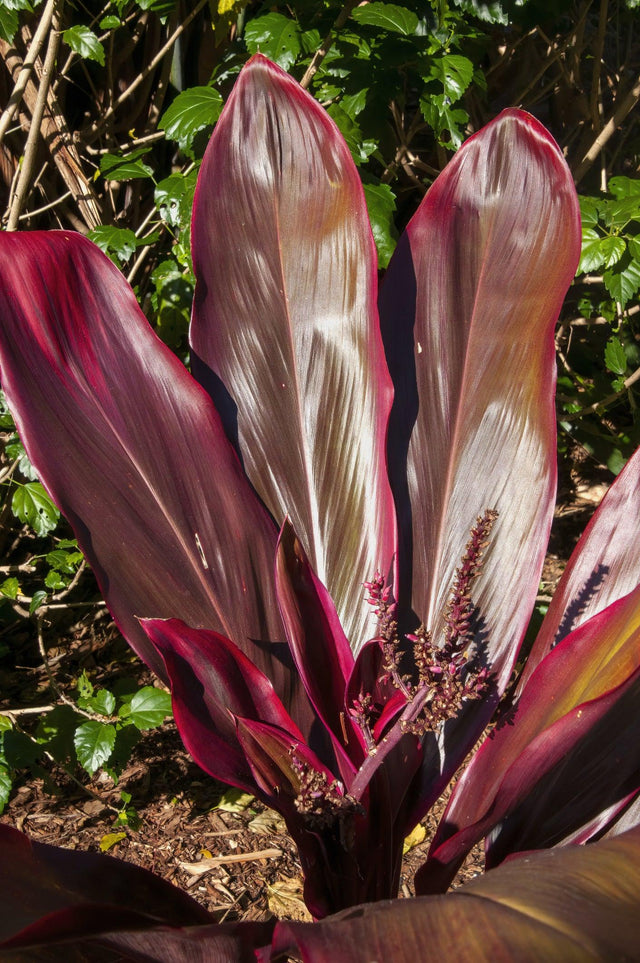 Chocolate Queen Cordyline - Cordyline fruticosa 'Chocolate Queen'
