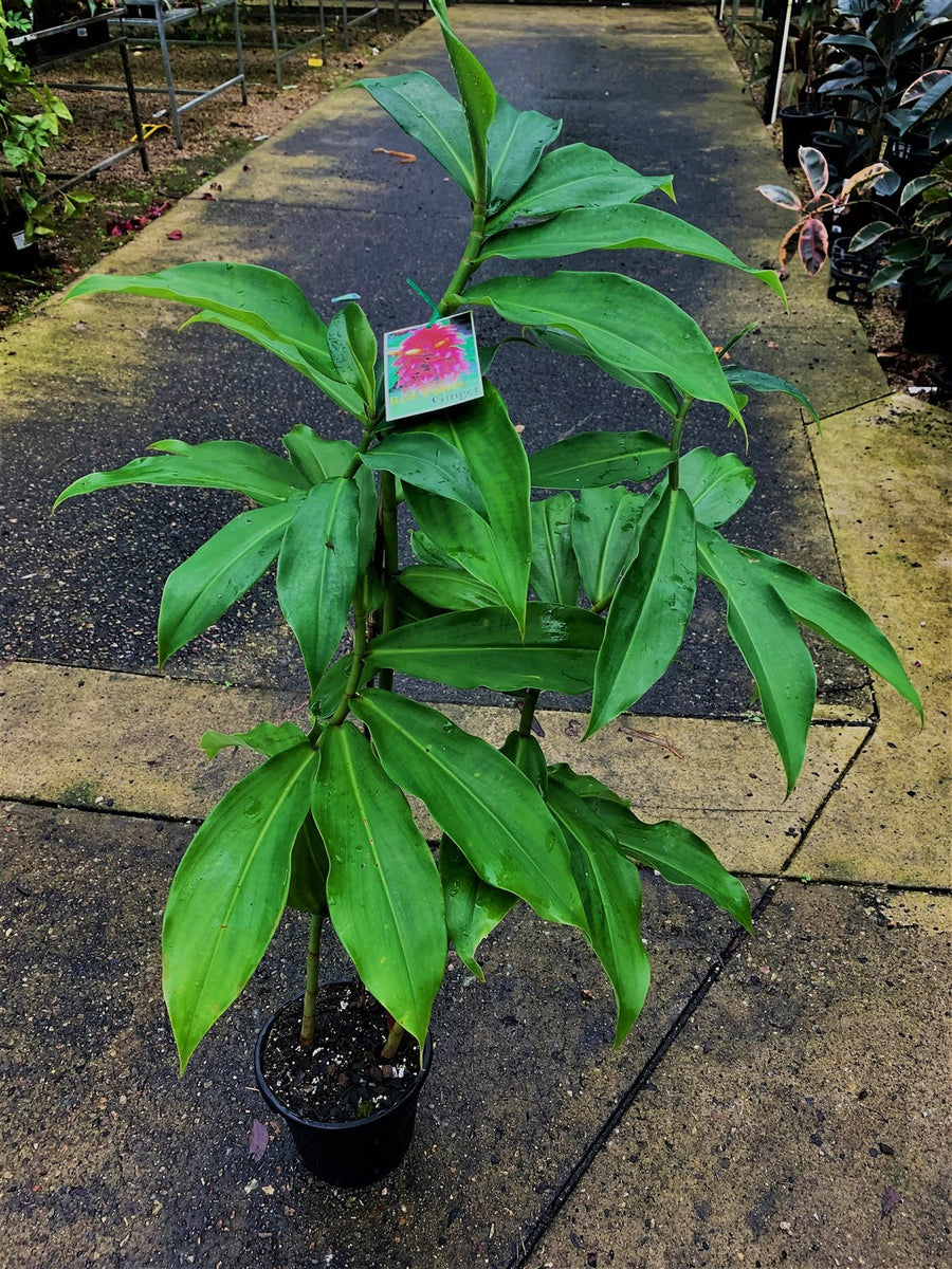 Costus barbatus