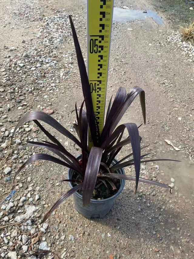 Crinum angustum