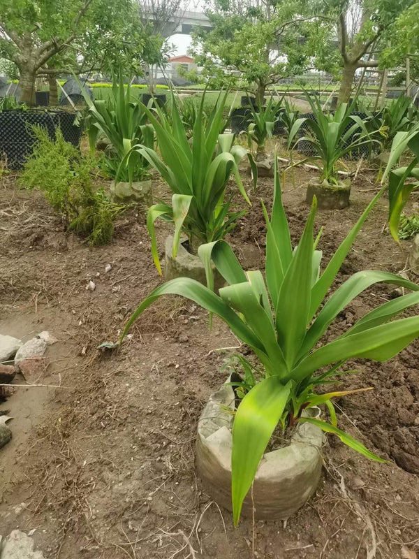 Crinum asiaticum