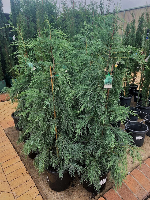 Cupressocyparis leylandii 'Naylor's Blue'