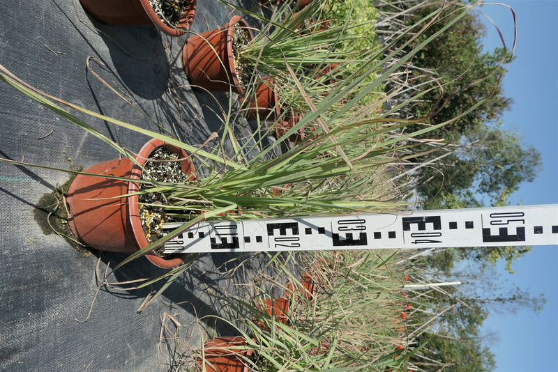 Cymbopogon citratus - Lemongrass