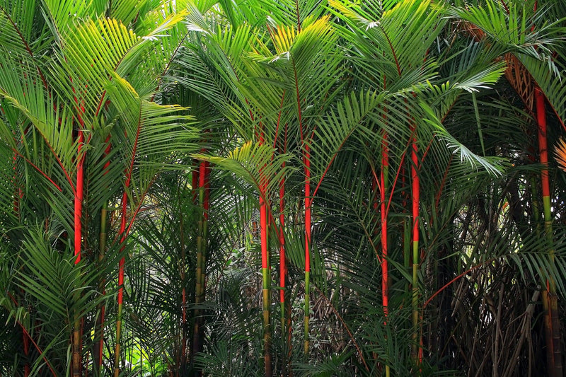 Cyrtostachys renda - Lipstick Palm