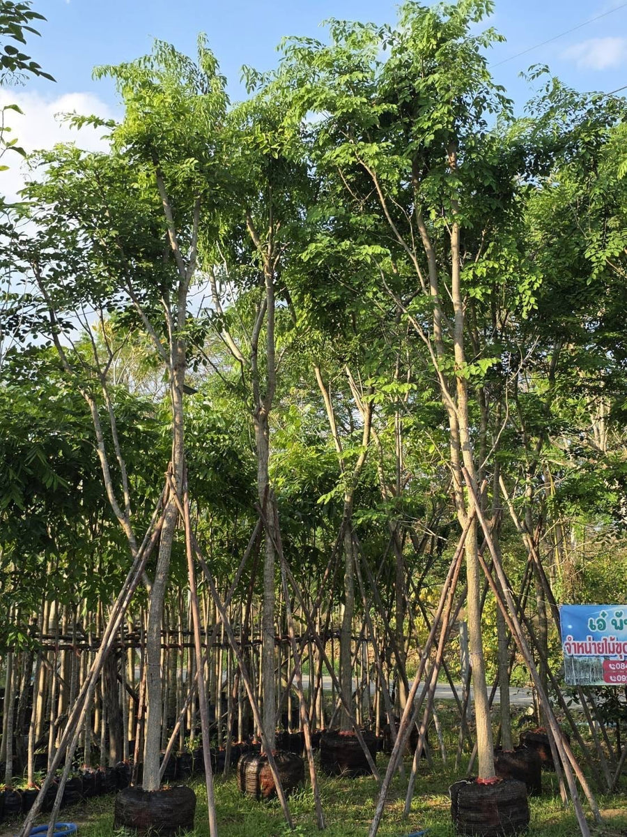 Dalbergia tonkinensis - Vietnamese Rosewood