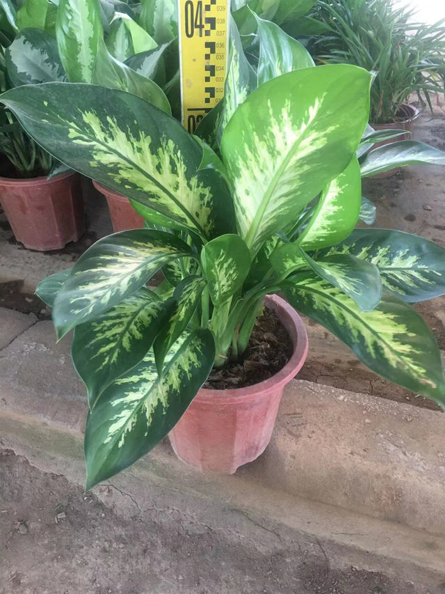 Dieffenbachia
