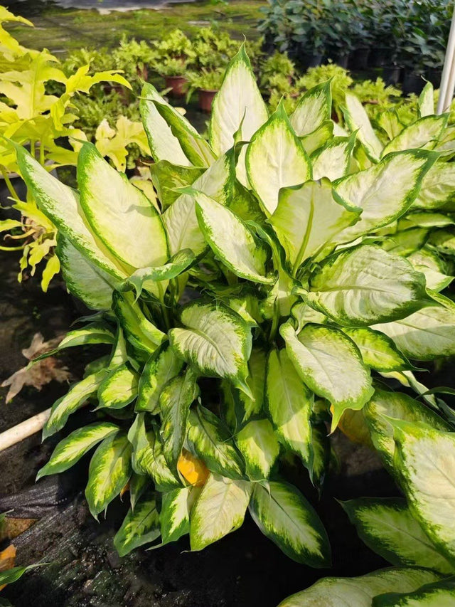 Dieffenbachia amonea