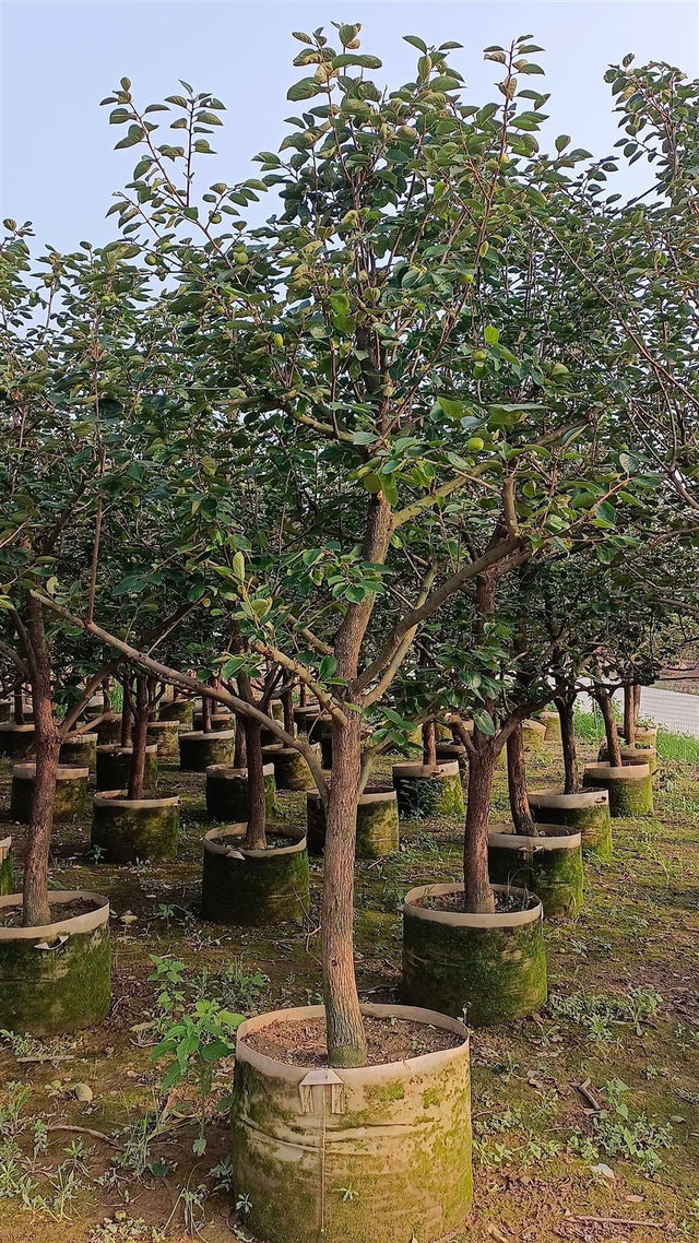 Diospyros kaki