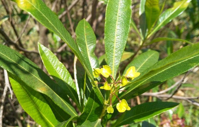 Dodonaea viscosa