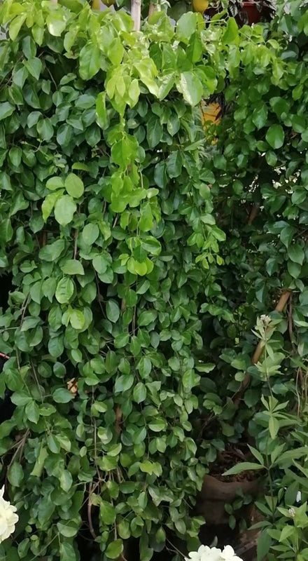Dolichandra unguis