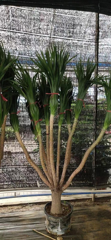 Draceana cambodiana