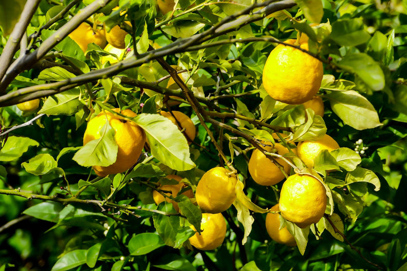 Citrus limon - Lemon Tree