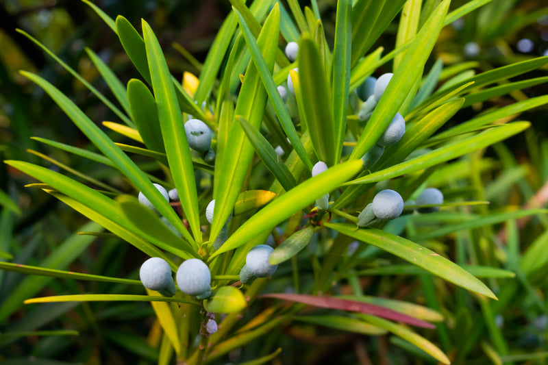 Podocarpus elatus - Plum Pine or Brown Pine