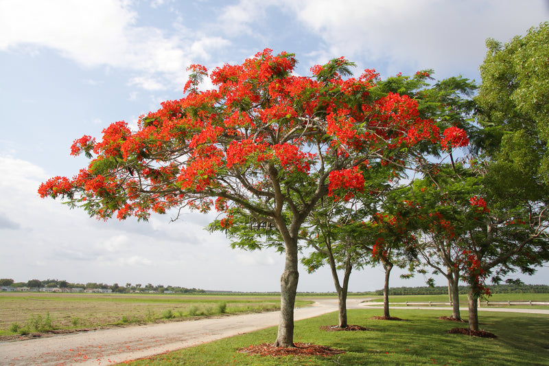 Delonix regia - البونسيانا الملكية