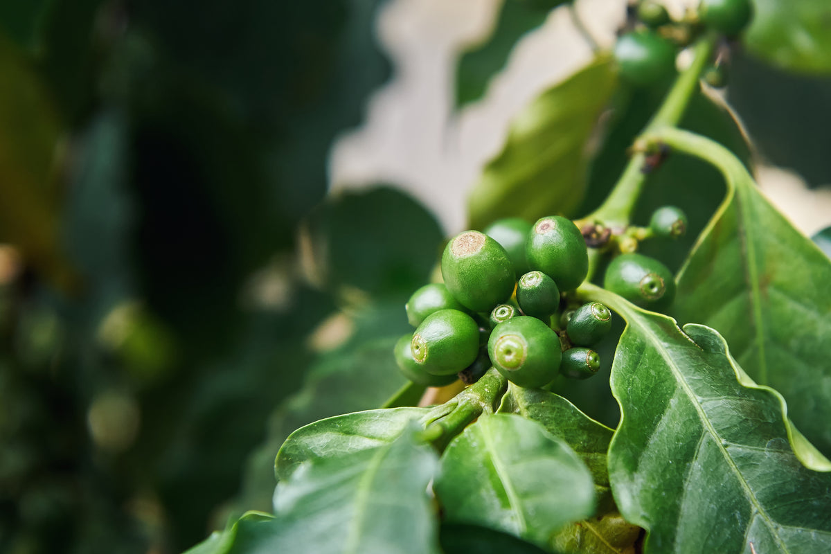Coffea arabica - Arabic Coffee Plant