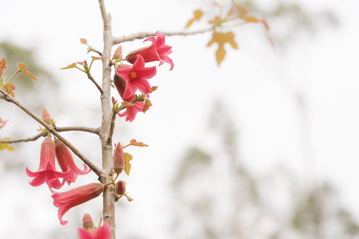 Brachychiton bidwillii - Kurrajong Tree