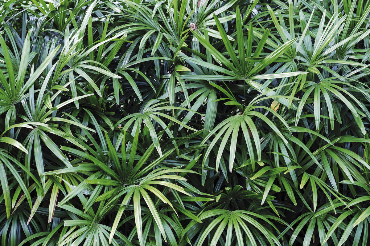 Rhapis excelsa - Lady Palm