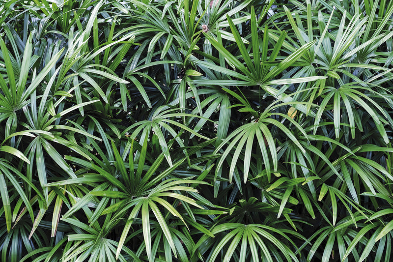Rhapis excelsa - Lady Palm