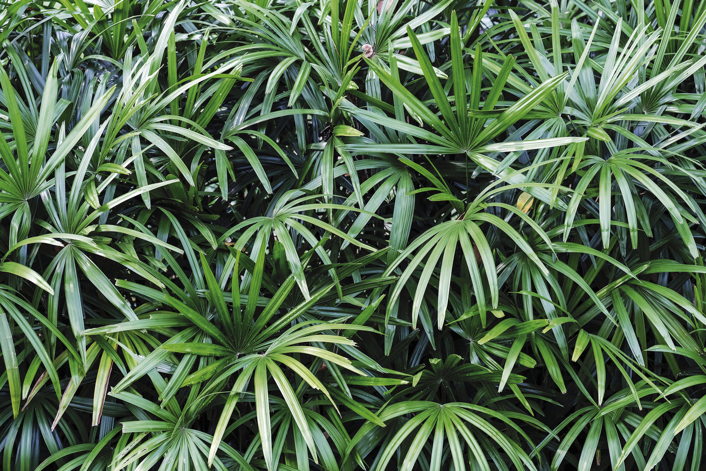 Rhapis excelsa - Lady Palm