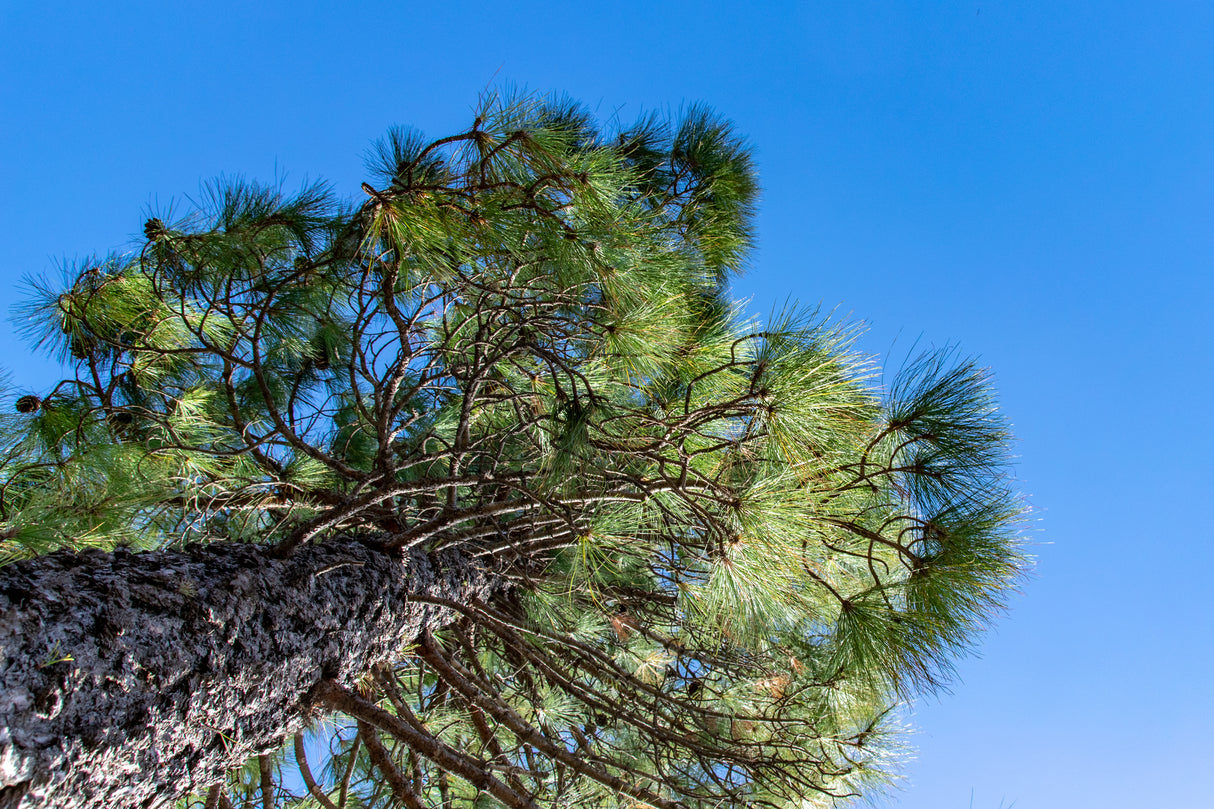Pinus canariensis - Canary Island Pine