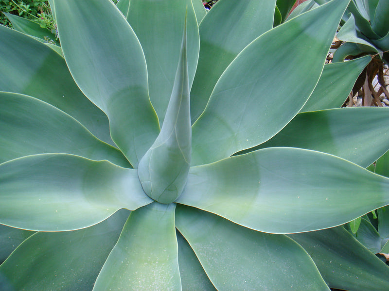 Agave attenuata - Lion's Tail Agave