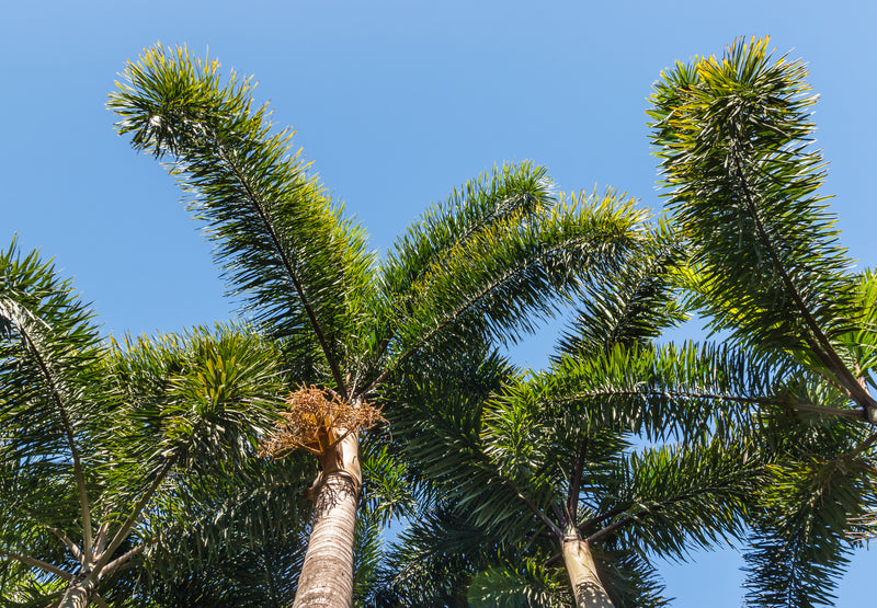 Wodyetia bifurcata - Foxtail Palm