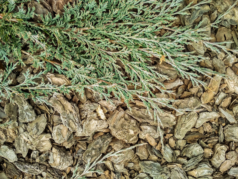 Juniperus horizontalis 'Blue Forest' - Blue Forest Juniper