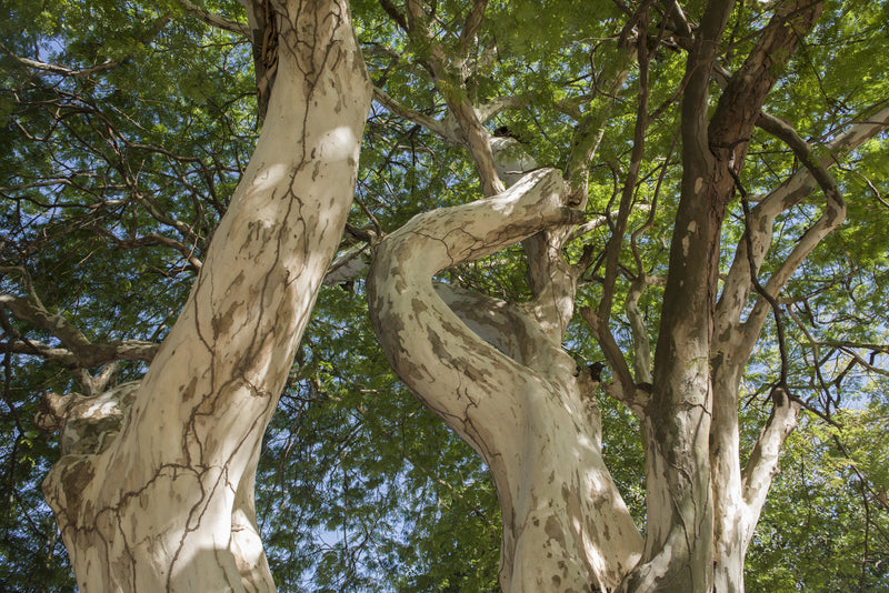 Caesalpinia ferrea - Brazilian Ironwood