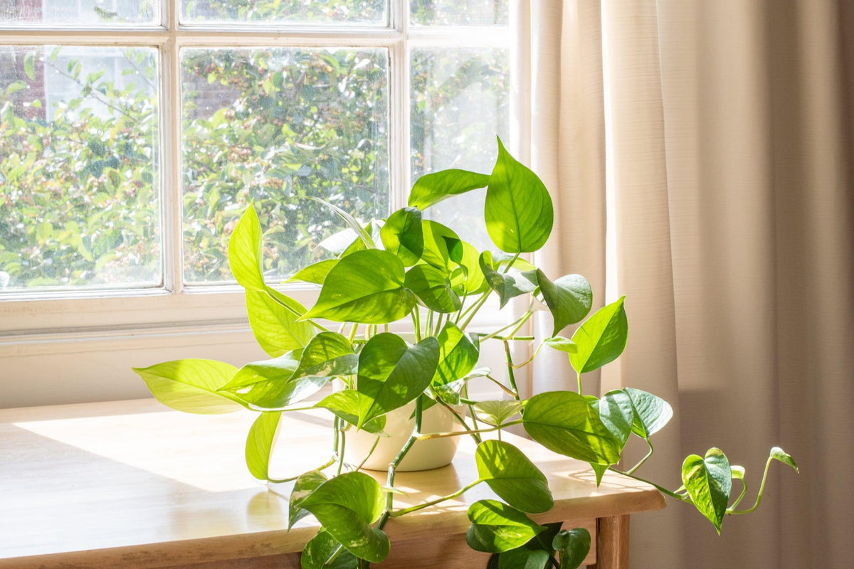 Green Gold Pothos Devil's Ivy - Epipremnum aureum 'Green Gold Pothos'