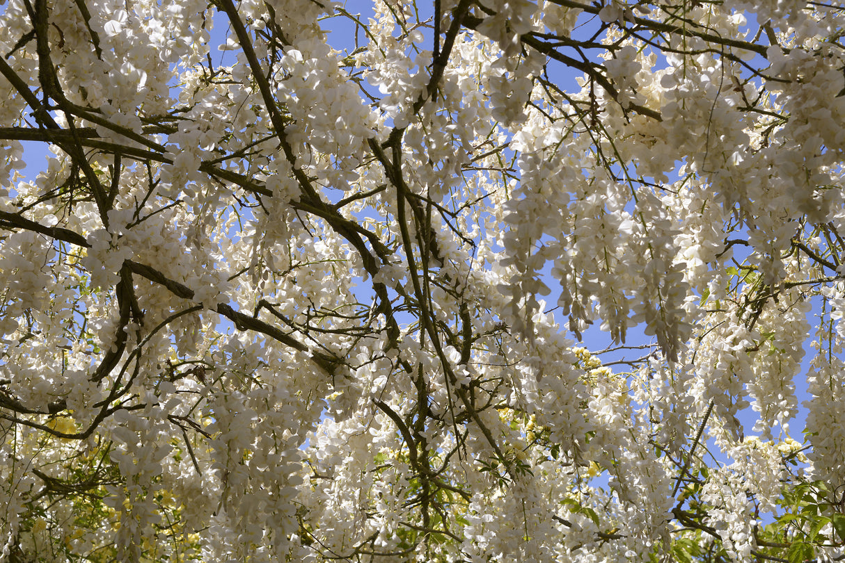 Wisteria sinensis 'Alba' - White Chinese Wisteria