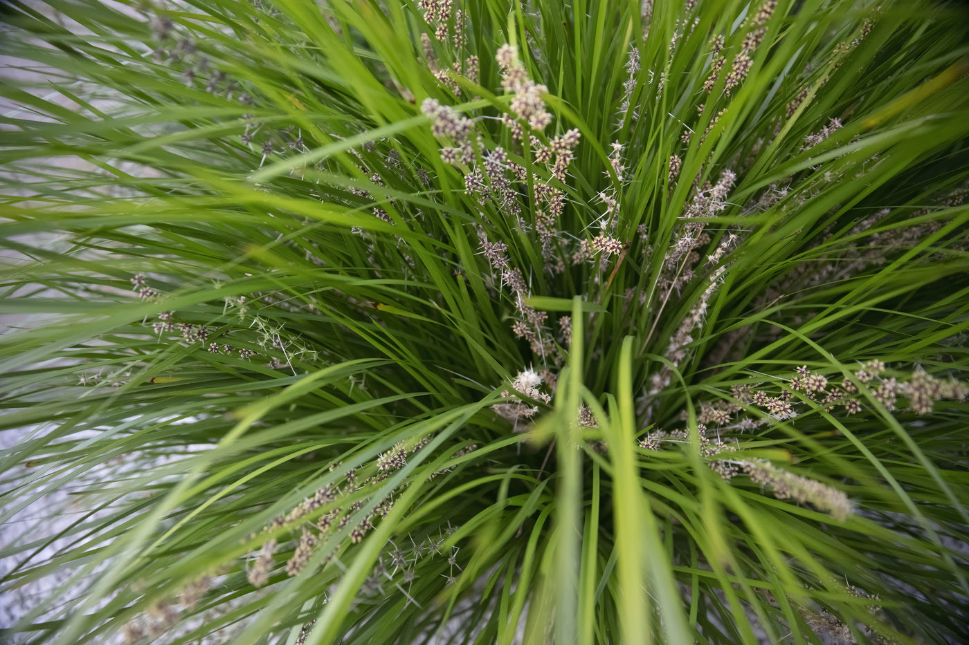 Lomandra longifolia - Long Leaf Lomandra