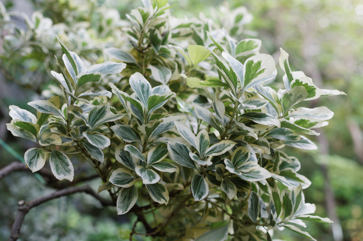 Euonymus japonicus - Japanese spindle