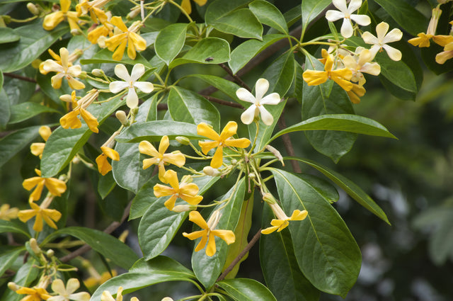 Hymenosporum flavum - Native Frangipani
